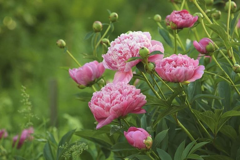 20 Beautiful Flowers That Look Like Roses and Peonies (With Pictures)