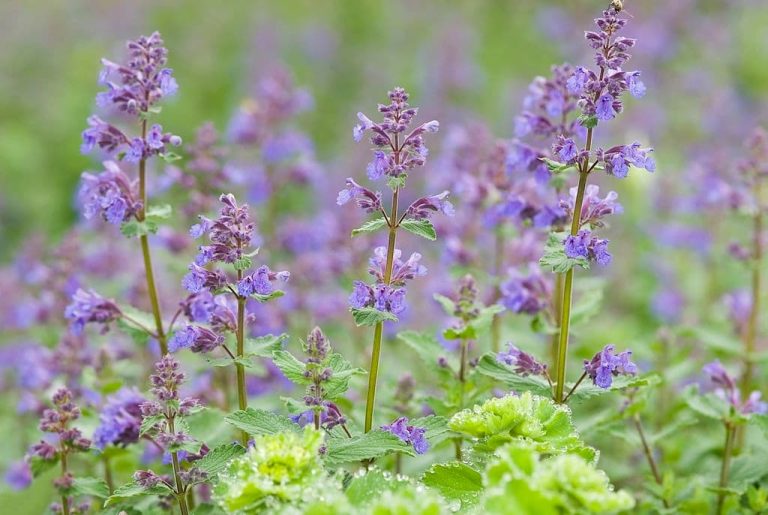 15 Best Plants That Repel Roaches (Flowers, Herbs, and More)