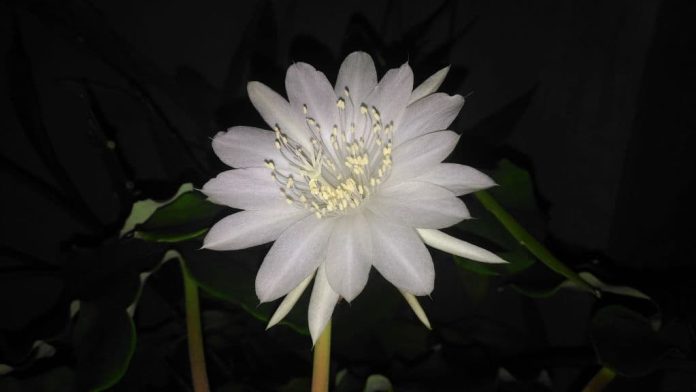 28+ Beautiful Flowers That Bloom At Night (With Pictures)