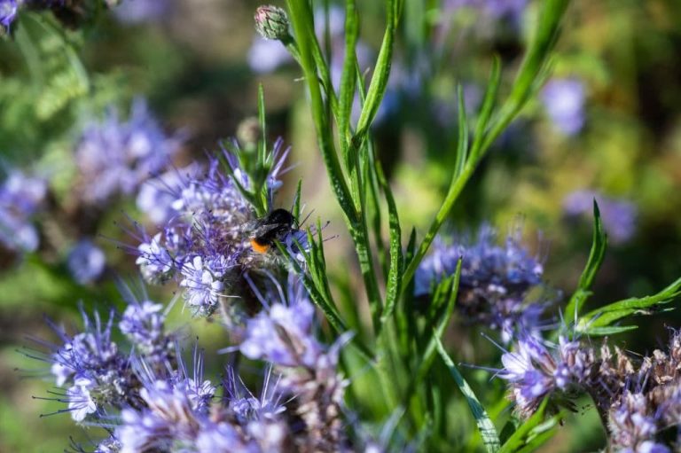 17 Best Plants That Repel Wasps and Bees (Flowers, Herbs, Vegetables)