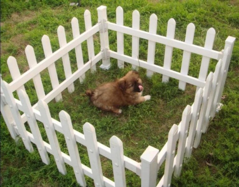 30+ Cheap Dog Fence Ideas and Designs For Your Backyard (2024)