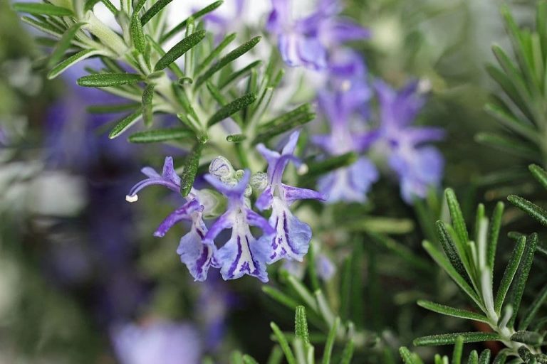 15 Best Plants That Repel Roaches (Flowers, Herbs, and More)