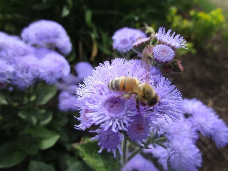17 Best Plants That Repel Wasps and Bees (Flowers, Herbs, Vegetables)