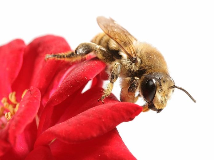 17 Best Plants That Repel Wasps and Bees (Flowers, Herbs, Vegetables)