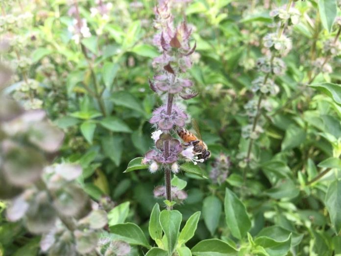 17 Best Plants That Repel Wasps and Bees (Flowers, Herbs, Vegetables)