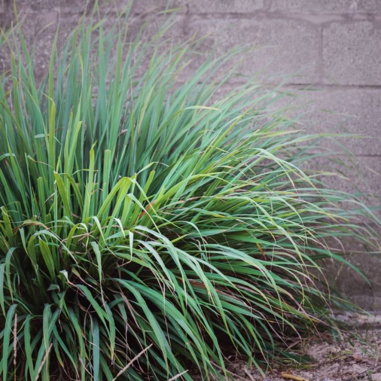 20 Best Plants That Repel Snakes (With Pictures) Farm Food Family