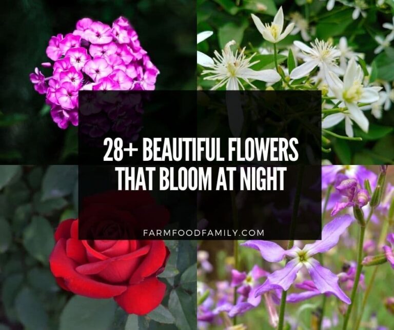 28 Beautiful Flowers That Bloom At Night