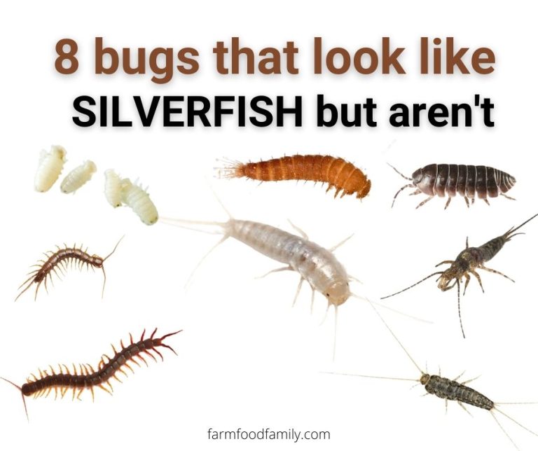 8 Bugs That Look Like Silverfish But Aren’t