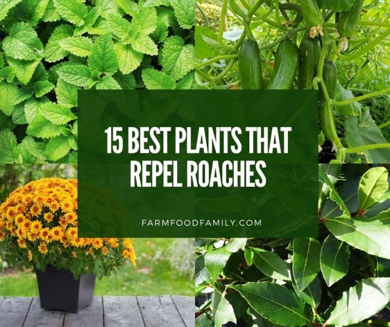 15 Best Plants That Repel Roaches (Flowers, Herbs, and More)