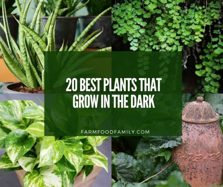 20 Best Plants That Grow In The Dark (Houseplants, Vegetables)