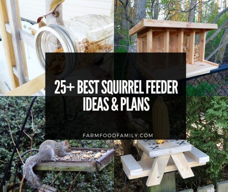 25 Best Squirrel Feeder Plans and Ideas