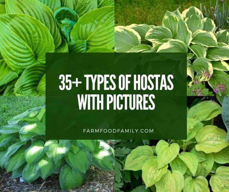 35+ Different Types Of Hostas With Pictures