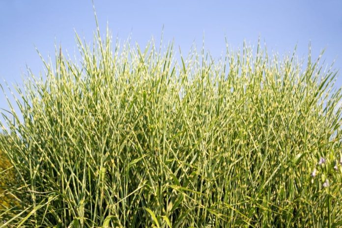 43 Different Types Of Lawn Grass For Your Yard (Names & Pictures)