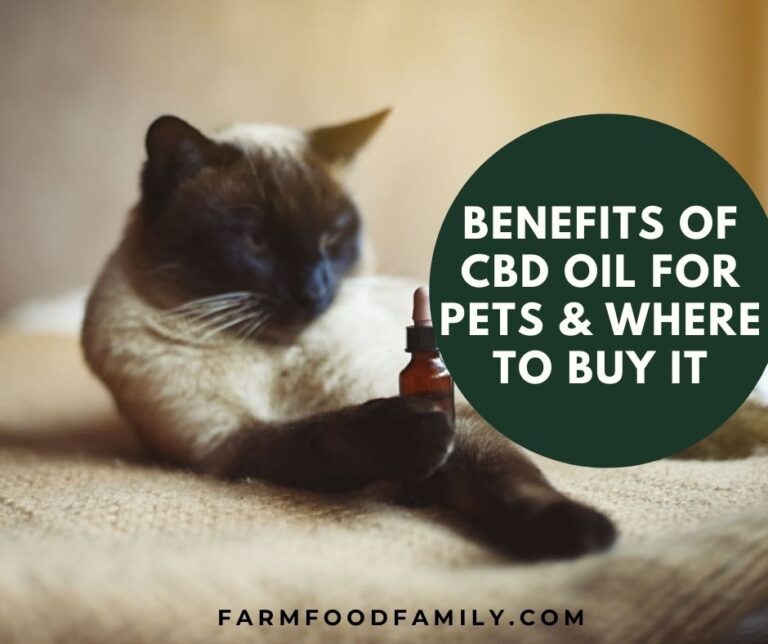 Benefits Of CBD Oil For Pets & Where To Buy It