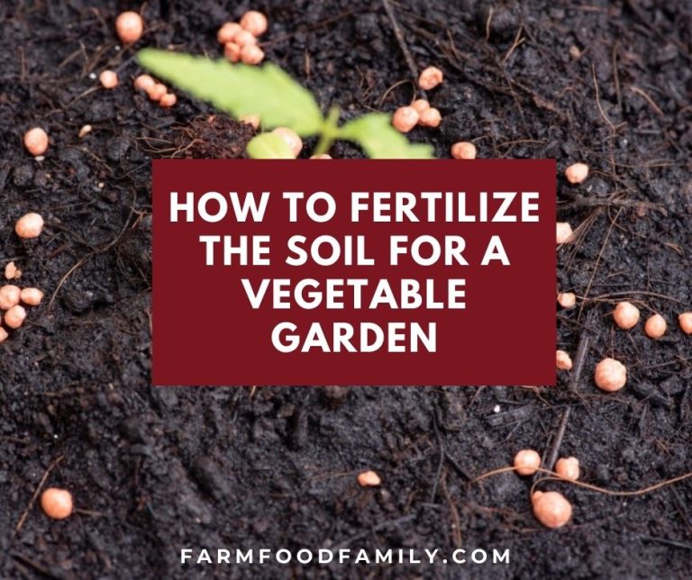 How to Fertilize the Soil for a Vegetable Garden FarmFoodFamily