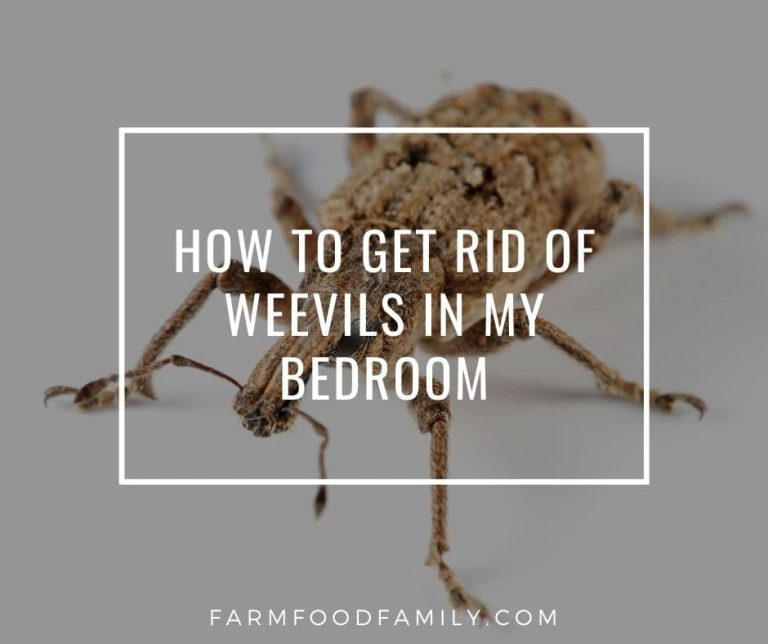 How To Get Rid Of Weevils In My Bedroom (5 Options)