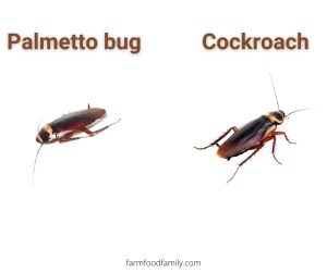 Palmetto Bugs vs Cockroaches: What're The Similarities and Differences?