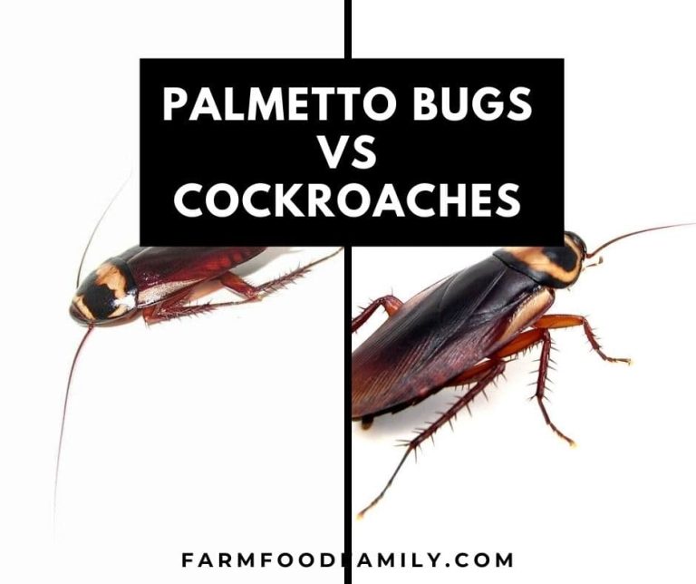 Palmetto Bugs vs Cockroaches What're The Similarities and Differences?