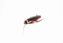 Palmetto Bugs vs Cockroaches: What're The Similarities and Differences?