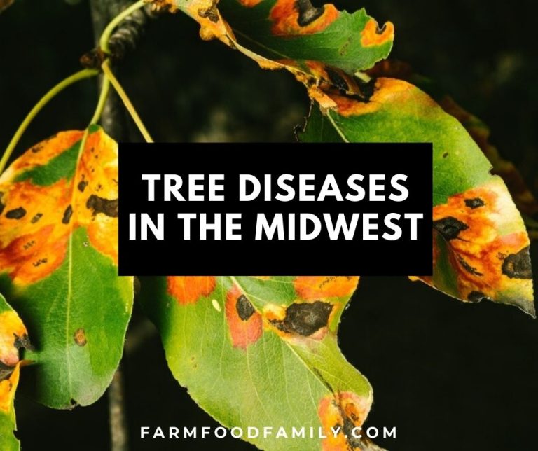 6 Common Tree Diseases In The Midwest Farm Food Family