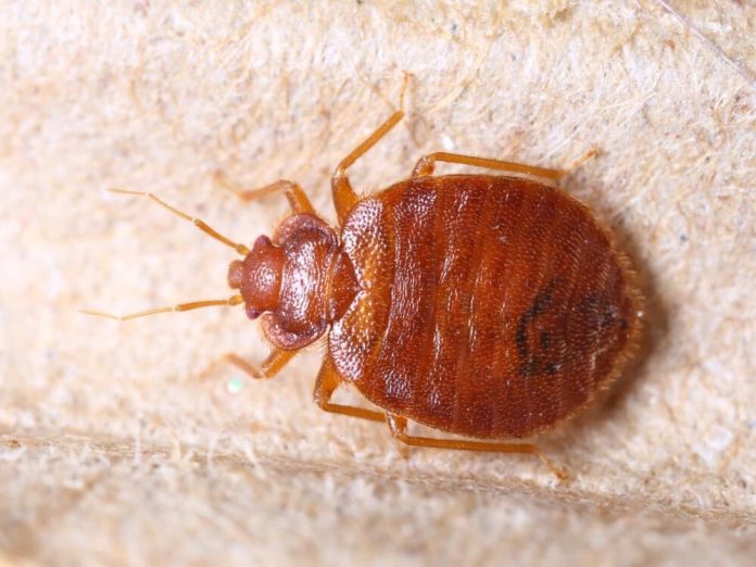 9+ Different Types Of Bed Bugs (With Pictures) – Identification Guide ...