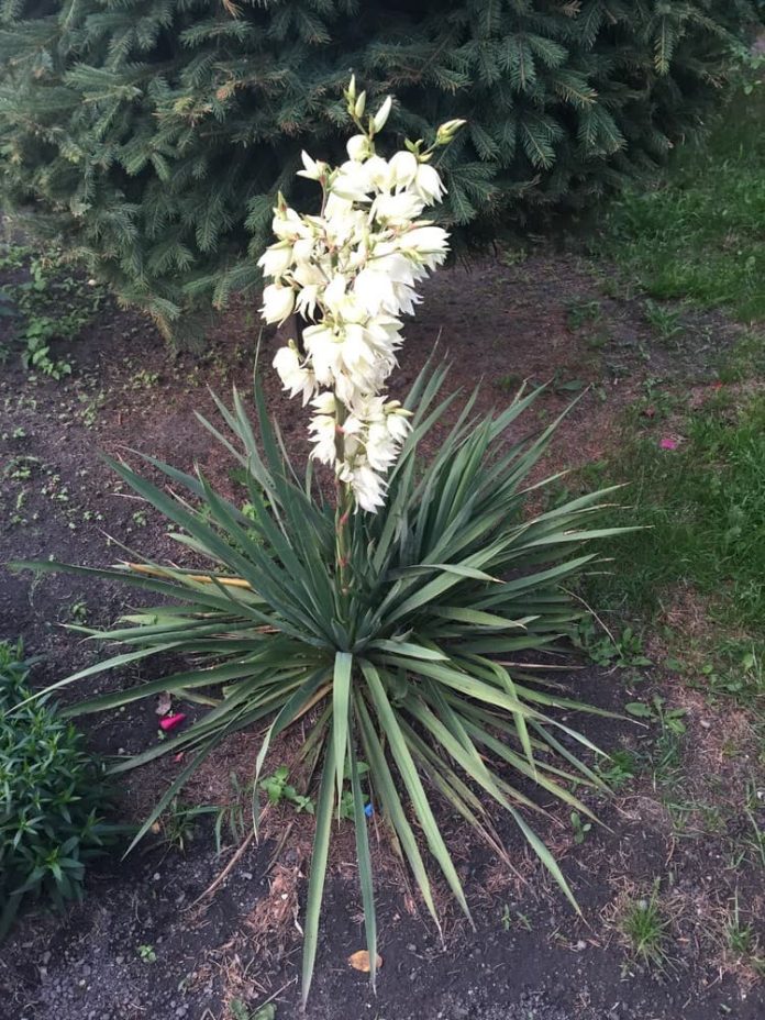 20+ Different Types Of Yucca Plants With Pictures (Facts, Care Guide)