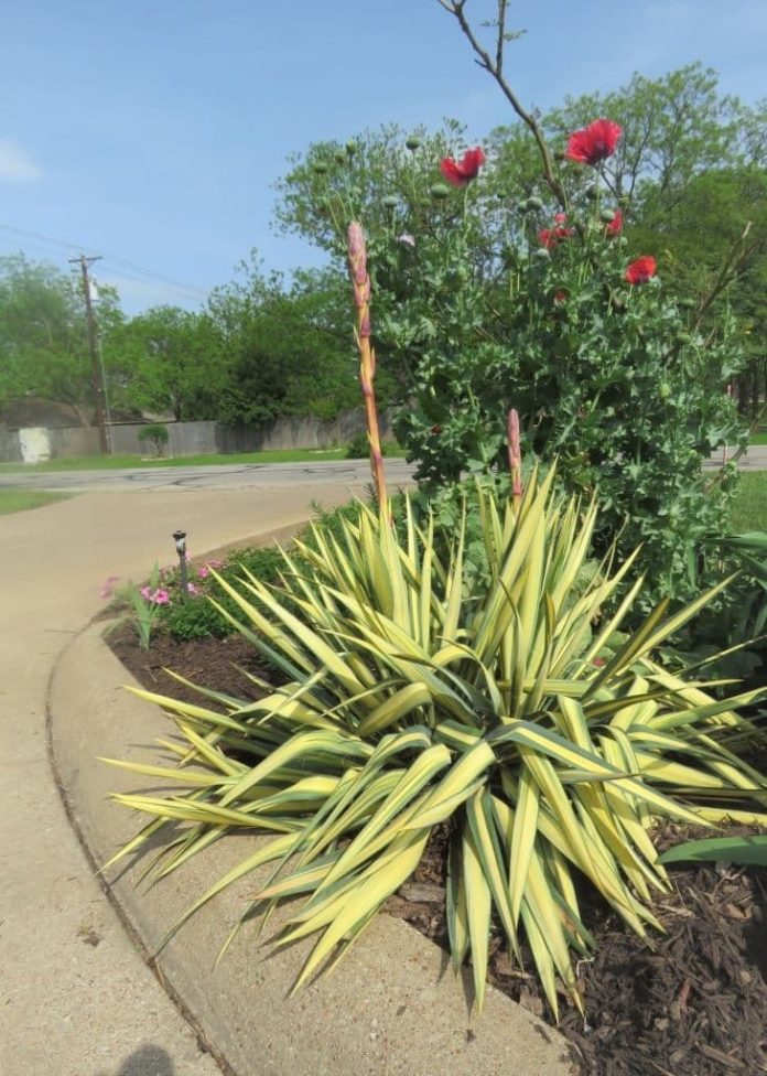 20+ Different Types Of Yucca Plants With Pictures (Facts, Care Guide)