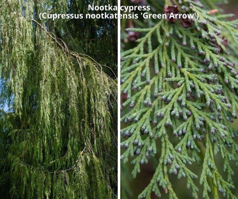 22+ Types Of Cypress Trees With Pictures Identification, Symbolism