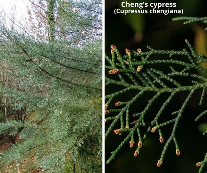 22+ Types Of Cypress Trees With Pictures Identification, Symbolism