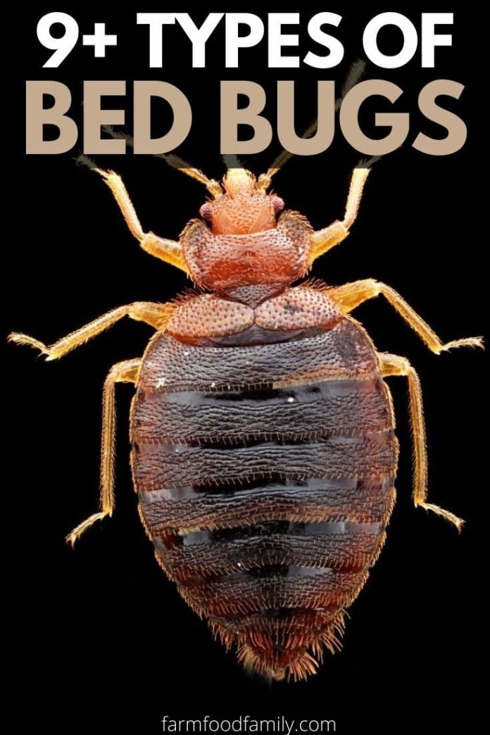 9+ Different Types Of Bed Bugs (With Pictures) Identification Guide