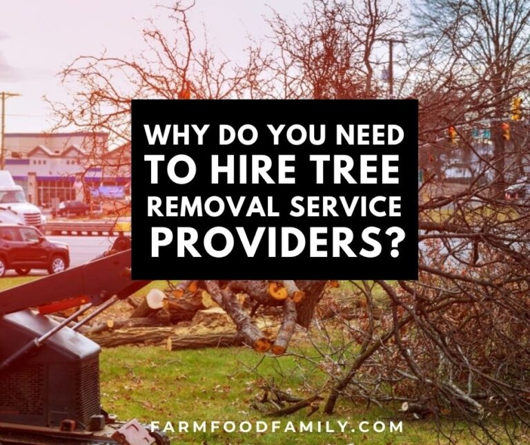 Why Do You Need To Hire Tree Removal Service Providers?