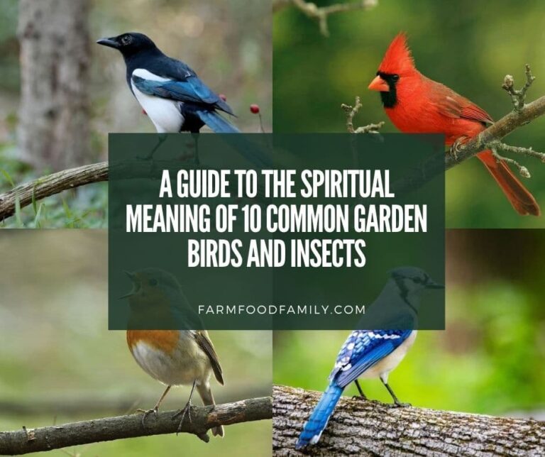 A Guide to the Spiritual Meaning of 10 Common Garden Birds and Insects
