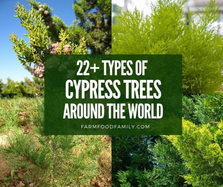 22+ Types Of Cypress Trees With Pictures Identification, Symbolism