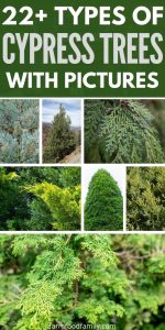 22+ Types Of Cypress Trees With Pictures: Identification, Symbolism