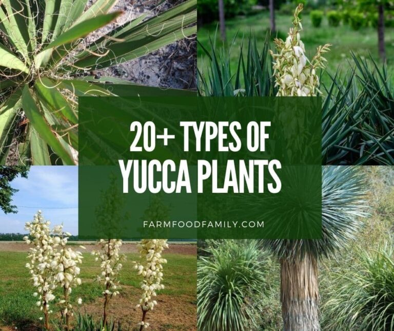 20+ Different Types Of Yucca Plants With Pictures (Care Guide)
