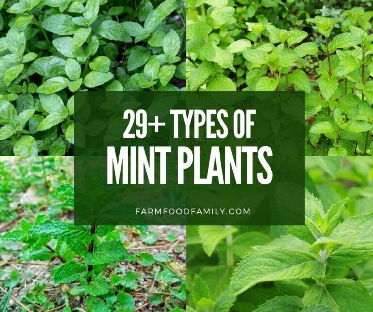 29+ Different Types Of Mint Plants With Pictures (Identification Guide)