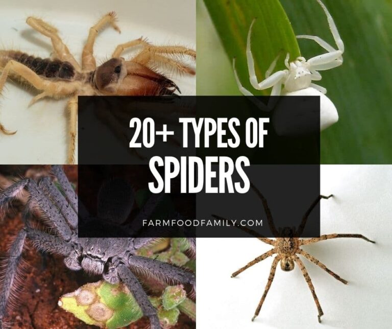 20+ Different Types Of Spiders In The World (Names, Pictures)