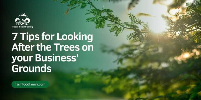 7 Tips for Looking After the Trees on your Business’ Grounds