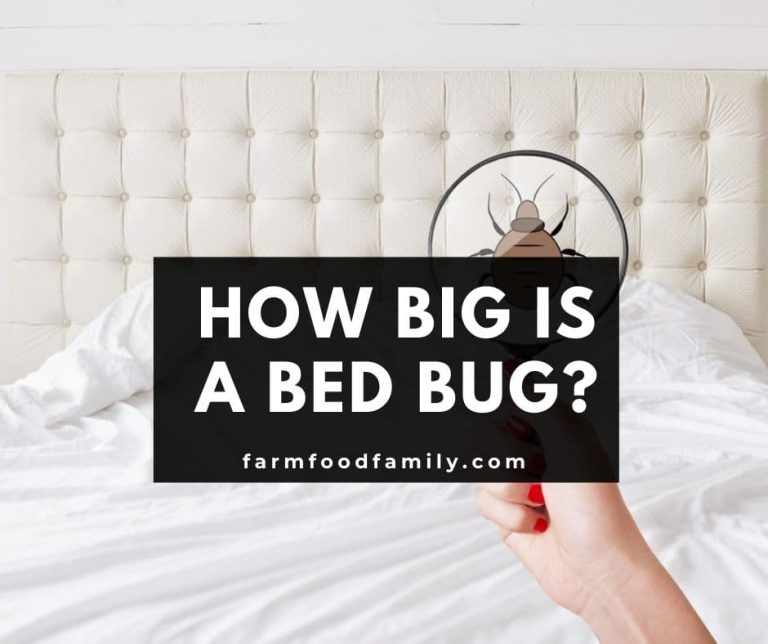 How Big is a Bed Bug? (Sizes At Different Life Stages) FarmFoodFamily