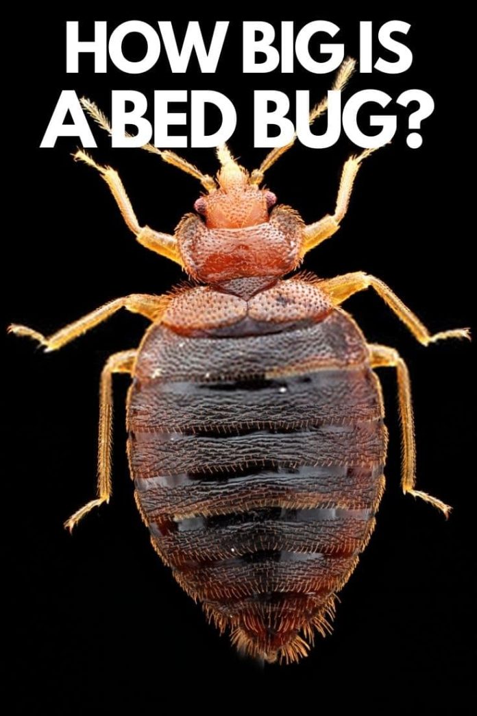 How Big is a Bed Bug? (Sizes At Different Life Stages) FarmFoodFamily