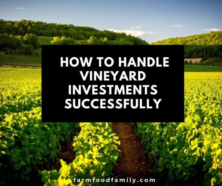 Are Vineyards Worth it? Here’s How to Handle Vineyard Investments Successfully
