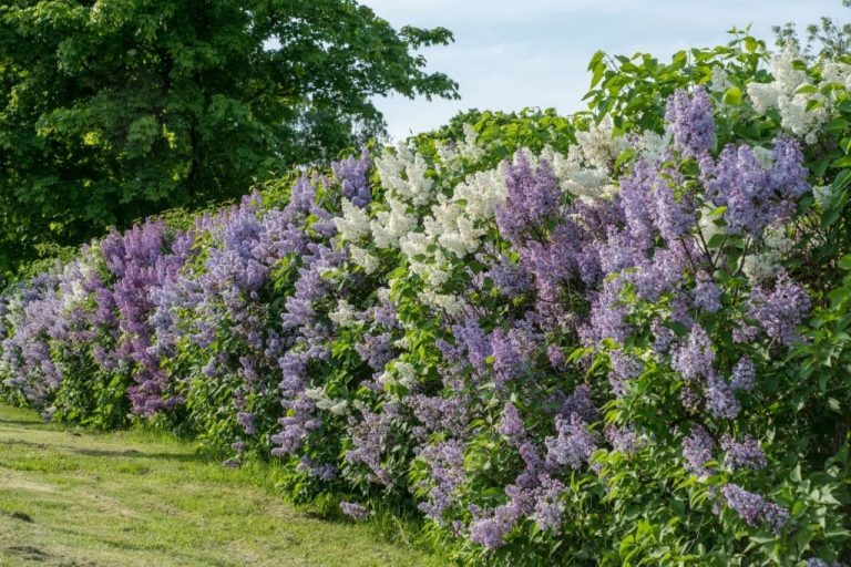 34+ Adorable Purple Shrubs and Bushes for Your Garden