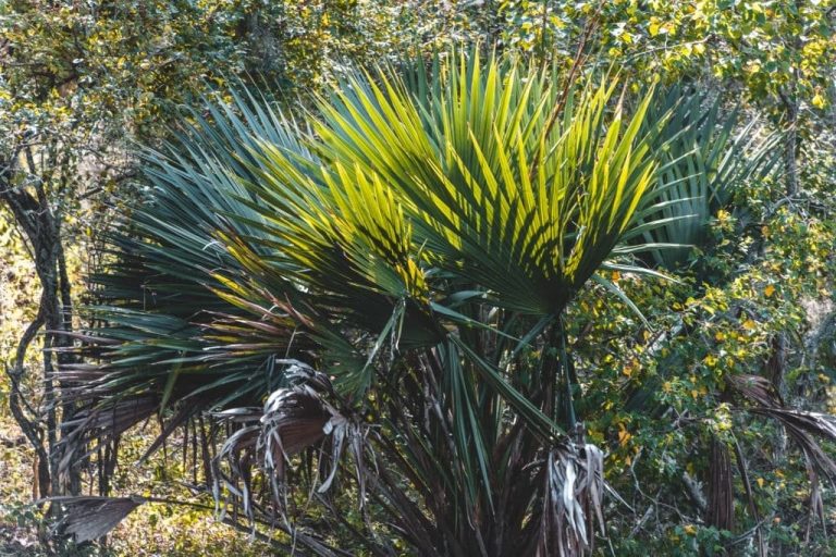 Where are Palm Trees Native to? The Surprising Places Palms Grow Wild!