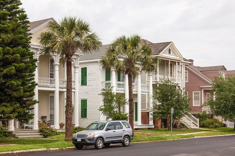 Where are Palm Trees Native to? The Surprising Places Palms Grow Wild!