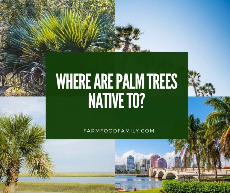 Where are Palm Trees Native to? The Surprising Places Palms Grow Wild!