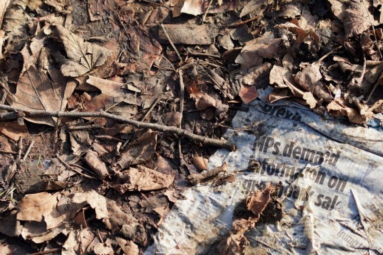 19 Mulch Alternatives for a Beautiful and Sustainable Garden