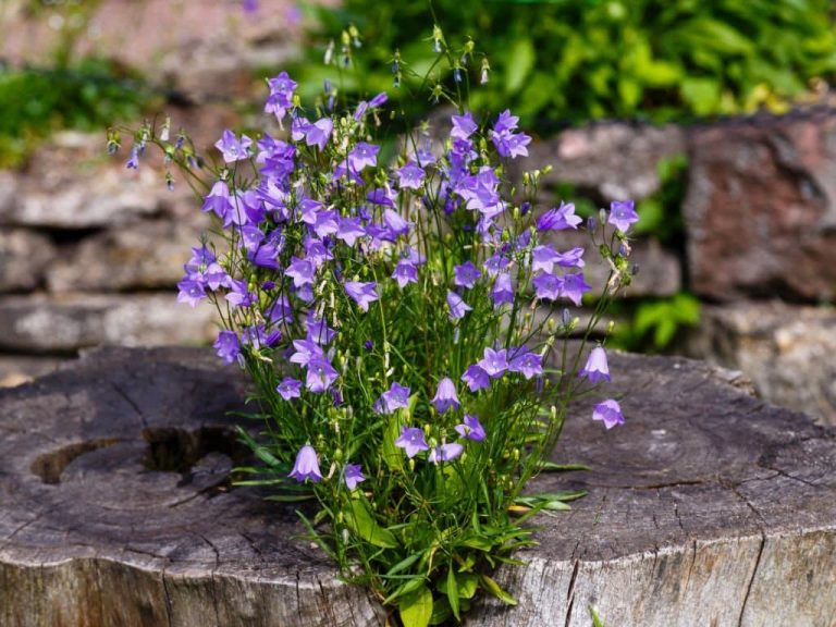 6 Different Types of Bluebell Flowers What to Look For in the Wild