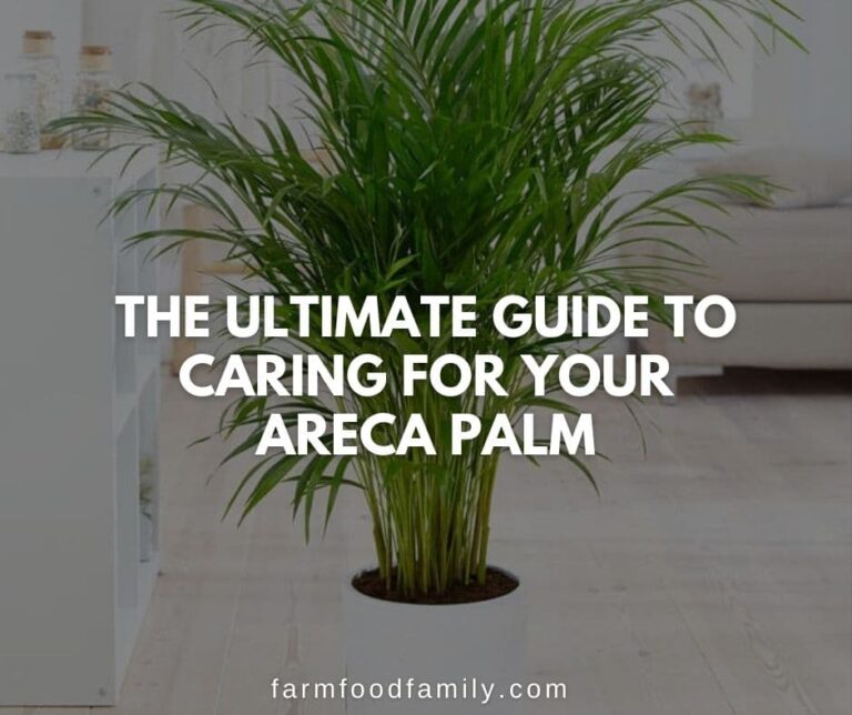 The Ultimate Guide to Caring for Your Areca Palm (Dypsis lutescens)