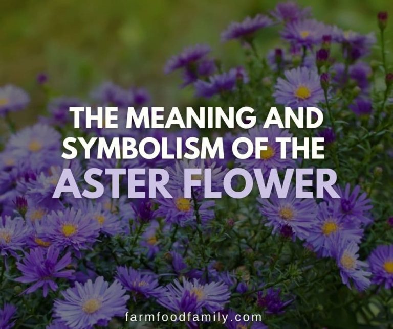Asters The Flower of September Meaning and Symbolism