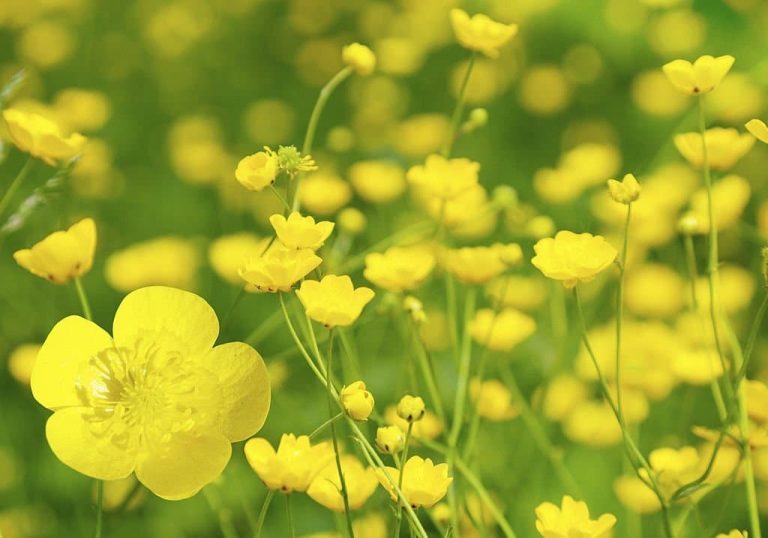 Buttercup Flower Meaning and Symbolism The Sweetness of Spring
